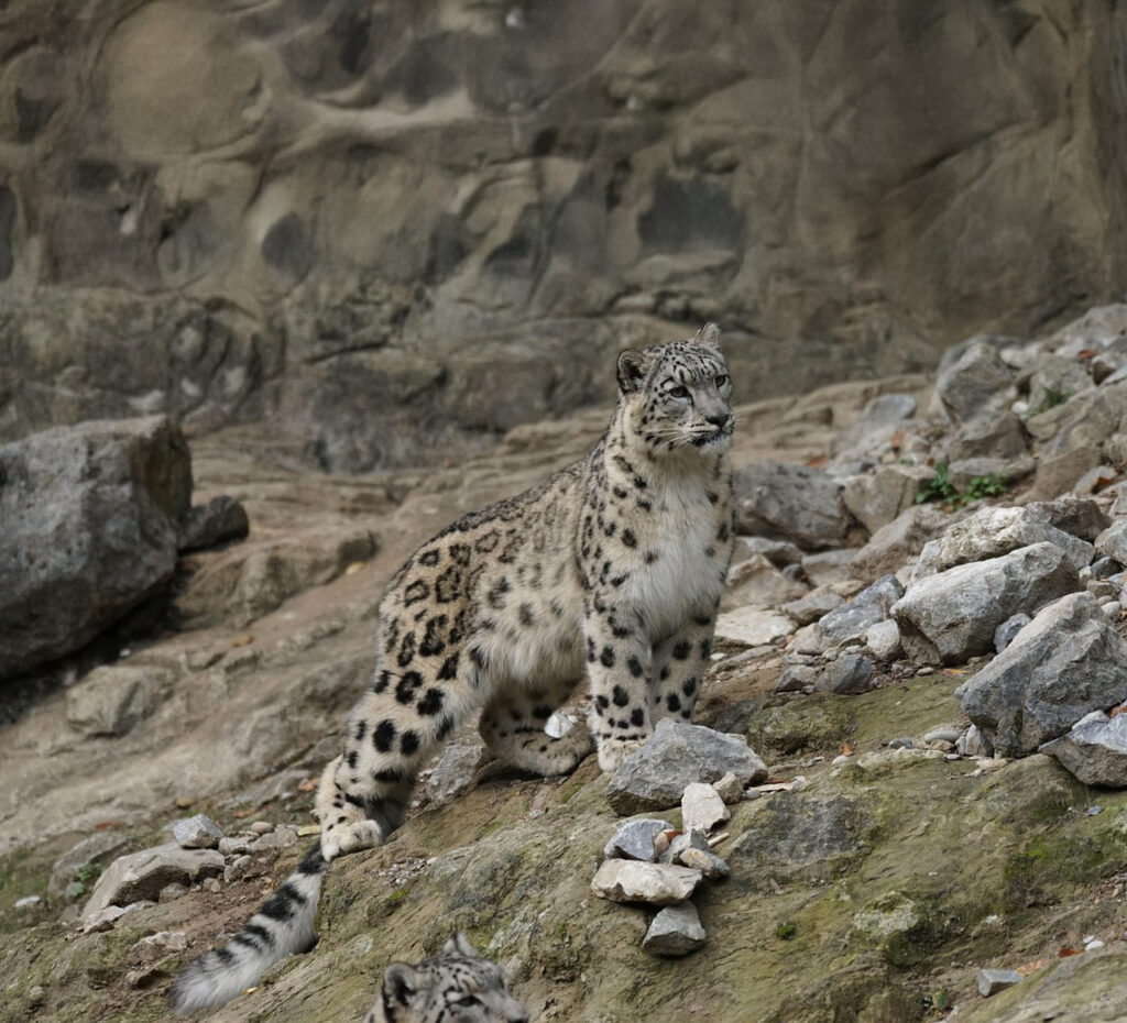 Snow Leopard Mixed Reality